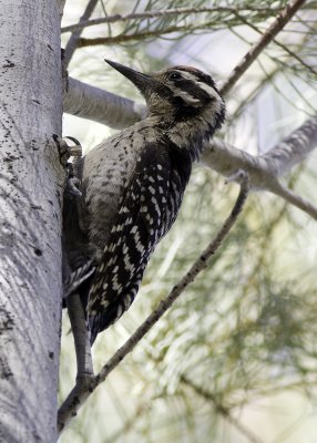 Ladder-backed Woodpecker