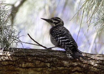 Ladder-backed Woodpecker