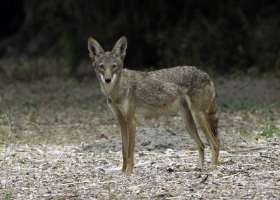 Coyote