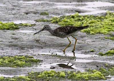 Greater Yellowlegs