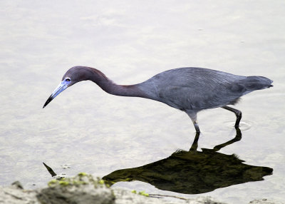 Little Blue Heron
