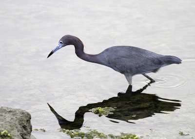 Little Blue Heron