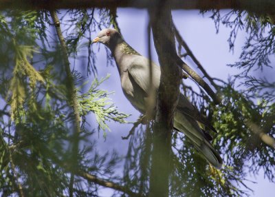 Band-tailed Pigeon