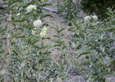 Indian Milkweed ( Asclepias eriocarpa)