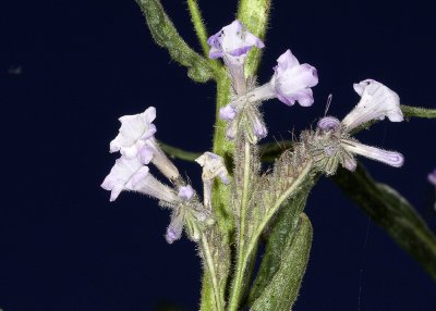 Shiny-leaf Yerba Santa (Erodictyon trichocalyx trichocalyx)