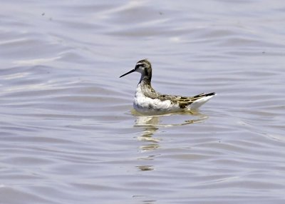 Red-necked Phalarope