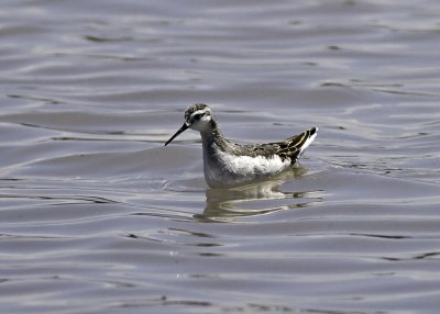 Red-necked Phalarope