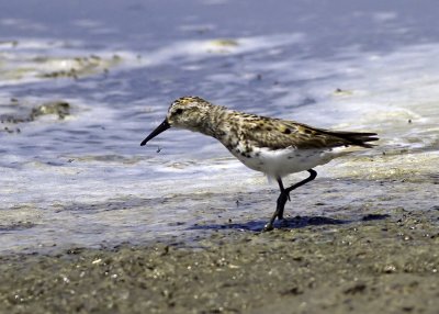 Western Sandpiper
