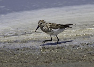 Western Sandpiper