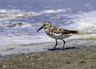 Western Sandpiper