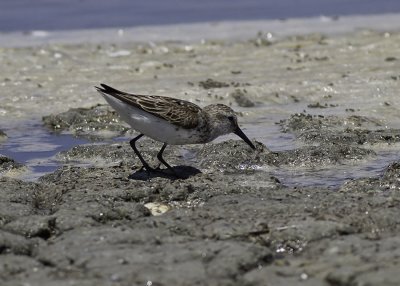 Western Sandpiper