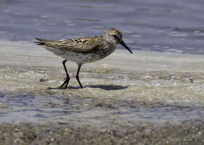 Western Sandpiper