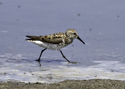 Western Sandpiper