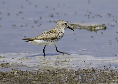 Western Sandpiper