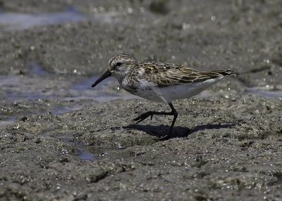 Western Sandpiper