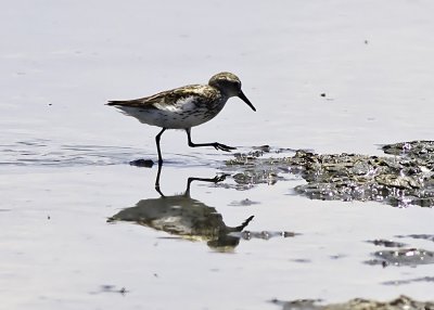 Western Sandpiper