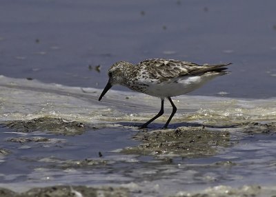 Western Sandpiper