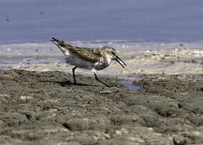 Western Sandpiper
