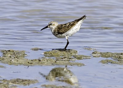 Western Sandpiper