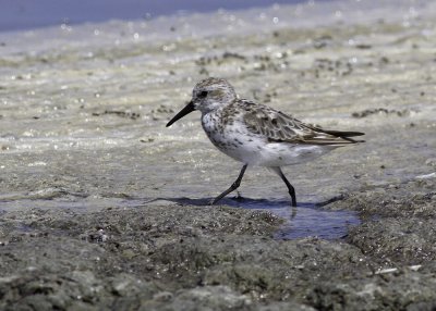 Western Sandpiper