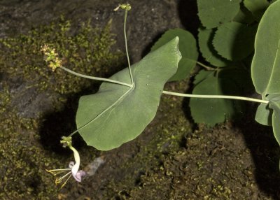 Southern Honeysuckle (Lonicera subspicata denudata)