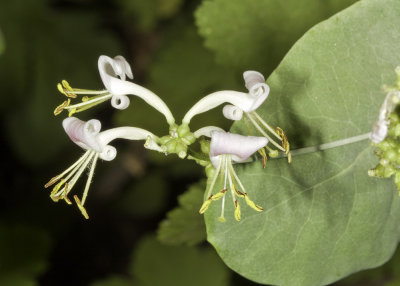 Southern Honeysuckle (Lonicera subspicata denudata)