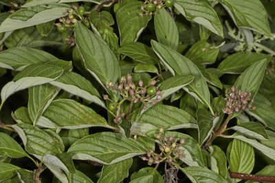 Creek Dogwood (Cornus sericea occidentalis)