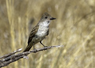 Ash-throated Flycatcher