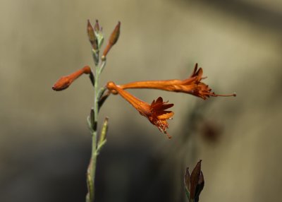 California Fuschia, (Epilobium canum  canum)