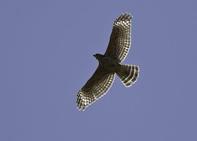 Cooper's Hawk