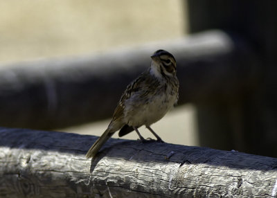 American Lark Sparrow