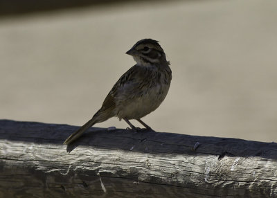 American Lark Sparrow