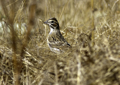 American Lark Sparrow