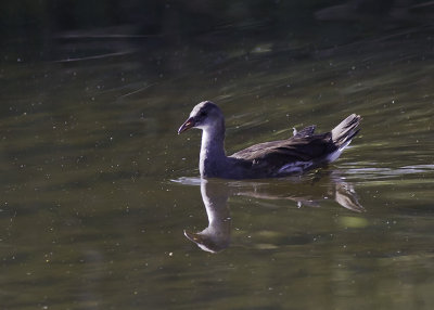 Common Moorhen