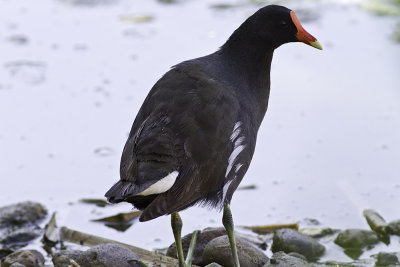 Common Moorhen