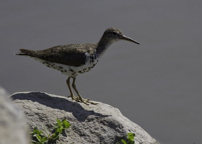 Spotted Sandpiper