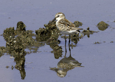 Western Sandpiper