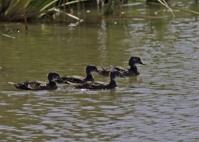 Wood Ducks