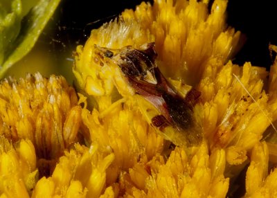 Ambush Bug (Phymata  sp.)