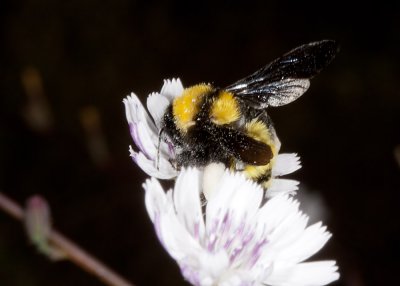 Sonoran Bumble Bee (Bombus sonorus  sp)