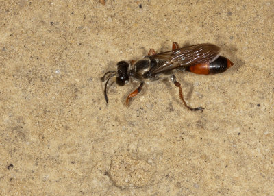 Predatory Sand Wasp (Bembix sps)