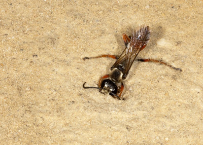 Predatory Sand Wasp (Bembix sps)