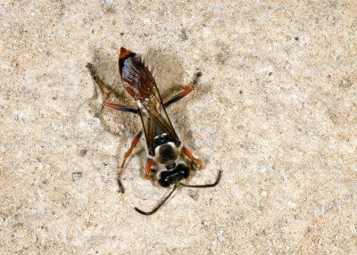 Predatory Sand Wasp (Bembix sps)