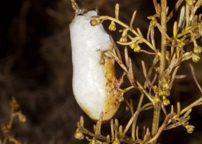 Spittle Bug  (<em>Clastoptera juniperina</em>)