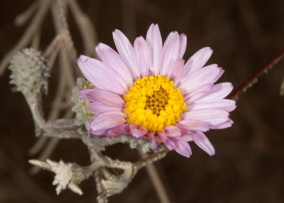 California Aster (Corethrogyne filaginifolia)