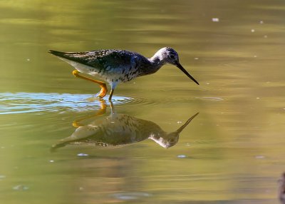 Greater Yellowlegs