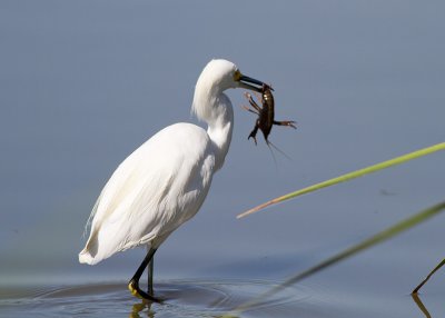 Snowy Egret