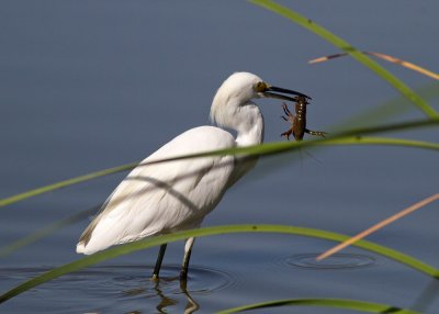 Snowy Egret