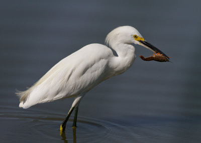 Snowy Egret