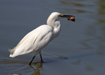 Snowy Egret